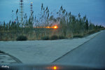 101026502NcLs