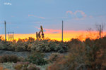 101026507NcLs