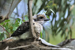 Laughing Kookaburra (Baby)
攝於澳洲墨爾本

0912250220NNCM