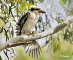 Laughing Kookaburra 
攝於澳洲墨爾本
0912250288NNCM