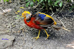 Golden Pheasant
攝於澳洲墨爾本
0912260060_1NbNCM