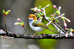 棕面鶯 White-throated Flycatcher-warbler
攝於台灣-阿里山
100301184_1NbCM