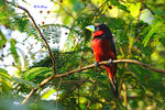 Black-and-Red Broadbill 黑紅闊咀鳥
12051105NCM