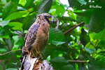
蛇鵰 Crested Serpent Eagle 
— 在 Sepilok, Sabah, Malaysia070428CM
