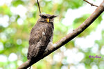 馬來雕鴞 Barred Eagle-Owl
— 在 Malaysian-Sabah-Sepilok (Rainforest Discovery Centre)
120705386NvCM