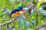 Bornean Banded Kingfisher (Male)
Photo on Sepilok Jungle Resort, Sandakan
14040822N - bCM