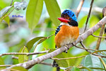 Bornean Banded Kingfisher (Male)
Photo on Sepilok Jungle Resort, Sandakan
14040892N -bCM