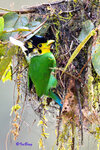 長尾濶咀鳥 Long-tailed Broadbill
Photo in West Sumatra, Indonesia
180325200NNCM