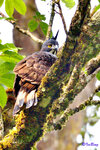 Blyth's Hawk-Eagle
Photo in West Sumatra, Indonesia
180325216NNCM