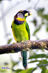 Fire-tufted Barbet
Photo in West Sumatra, Indonesia.

180326068NNCM