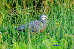 091225499LRCMN
