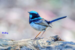 091227602LRCMN