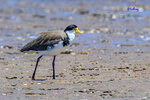 091230186LRNCM