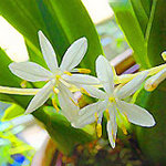 Flower01