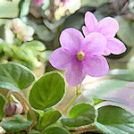 Flower02