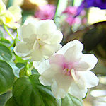 Flower03