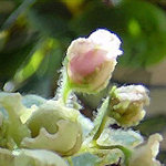 Flower04