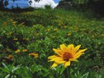 Flower_grass-01