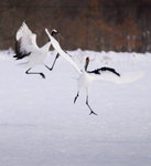 _WYW8861