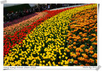 鬱金香花海