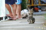 26.7.2009 handsome cat