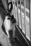 4.7.2009 Lovely cat @ Tsing Yi