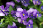 IMG_0 020