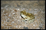_MG_0029