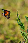 sDSC_9286