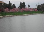 2203-009-SL-K