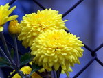 DSCF0341