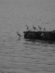 DSCF0068s