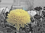 DSCF0855ss
