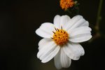 DSC_6915s