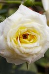 IMG_2261