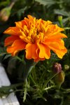 IMG_2278