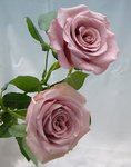 Dirty Pink玫瑰