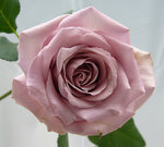 Dirty Pink玫瑰