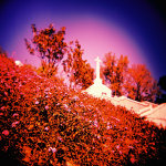 Holga 120