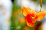 flower00005
