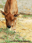cow001