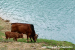 cow002