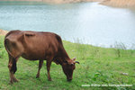 cow003