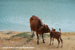 cow004