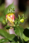 IMG_4736_low