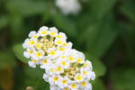 IMG_1055