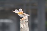 IMG_0324