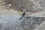 IMG_0408