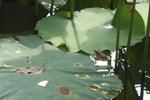 IMG_0419