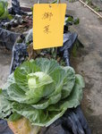 DSCN4634